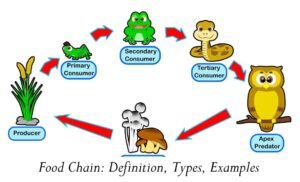 Food Chain: Definition, Types, Examples