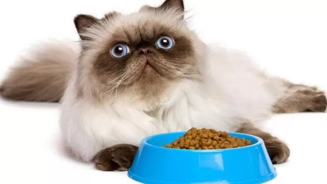 Jenama Makanan Kucing Untuk Gemuk